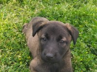 Teslime Hazır Belçika Kurdu (Malinois) Yavruları
