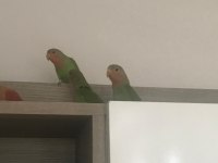 Bebek Papağanlar Hazır