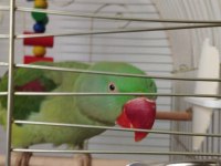 Erkek iskender papağanı el kuşudur