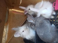 Ücretsiz sahiplendirilecek tavşanlar