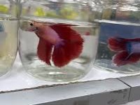 Grand A Kalite Renk Renk Betta Balıklar Adana