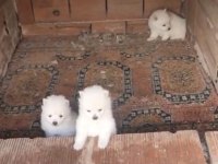 2 Aylık Erkek Spitz