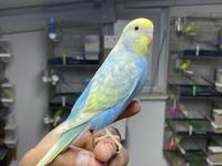 Ele alıştırmalık yerli muhabbet kuşu yavrular yeme düştü