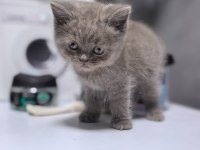 Ruhsatlı işletmeden scottish ve british