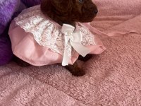 Dark Brown Poodle Çocuklarım