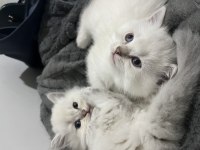 2 Aylık British Longhair Yavrularımızı Sahiplendiriyoruz