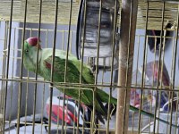 Jumbo Boy Alexander Papağanı