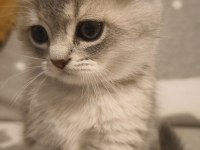 Güzeller Güzeli Scottish Foldlar