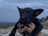 Erkek Siyah Belçika Kurdu