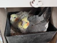 Çift Sultan Papağanı Açıklamayı Oku