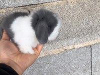 Hollanda Lop Tavşanı Yavruları