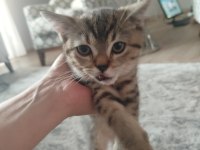 British Shorthair Fıstık Yeni Yuvasını Arıyor