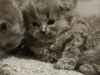 2 Aylık British Shorthair Bebekler