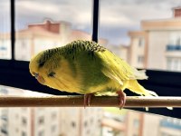 25Li Jumbo / Show Jumbo Takım Muhabbet Kuşlar