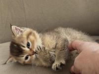 Safkan British Shorthair Ve Scottish Straight Yavrular