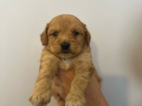 Bal Gibi Maltipoo Bebekleri