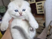 Scottish fold yavru antalya