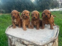 Büyümeyen Maltipoo Yavrularım