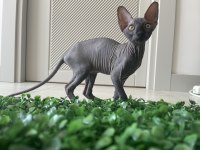 Sphynx Sfenks Bebekleri
