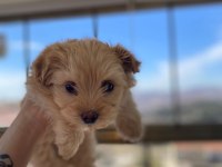 Yavru Maltipoo Köpekler