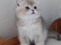 British Shorthair Safkan Kediler