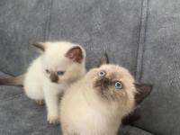 41 Günlük Yavru Oyun Sever British Yavru Kedimiz