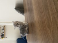 British Shorthair Dişi Kedim