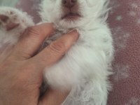 Sıfır Beden Chihuahua Yavrular 40 Günlük