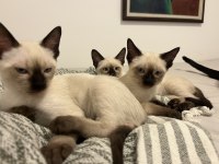 3 Aylık Erkek Siyam Kedisi