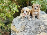 Ruhsatlı İşletmeden F1 Maltipoo Bebekler