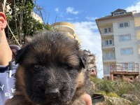 Orjinal Alman Kurdu Yavrusu