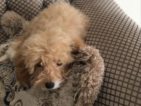 A Kalite Maltipoo Yavrularımız Sizler İle