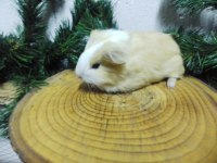 Ginepig Yavru Ve Yetişkinler