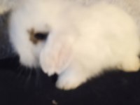 Teddy Lop Tavşan Yavrular