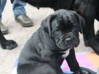 Sağlık Ve Irk Garantili Cane Corso Köpekleri