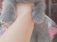 A kalite dişi scottish fold 2 aylık
