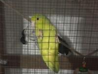 Dişi Yaşında Forpus Papağanı