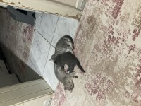 British Shorthair Kedimiz