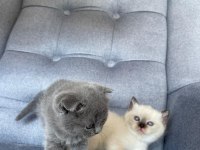 Scottish Fold Gri Yavru Kedimiz