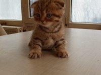 British Shorthair Bebeklerimiz Yeni Ailelerine Hazırlar