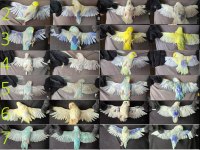 Turkuaz klasik pied forpus papağanı çiftler