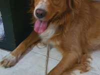 Altın Kalpli Köpeğimiz Chucky İçin Ömürlük Yuva Arıyoruz