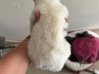 Lynx Point Scottish Straight Dişi 4,5 Aylık