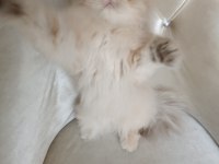 Cy 11 Şecere Belgesi Safkan Dişi 5 Aylık British Longhair