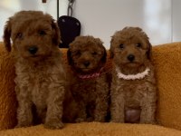 Toy poodle bebek köpeklerim