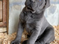 Sağlıklı cane corso yavrular