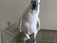 Umbrella Kakadu Full + Full Evcil