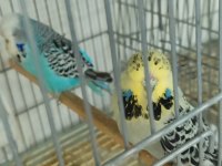 Meraklısına Show Jumbo Muhabbet Kuşu Çifti