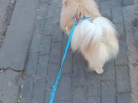 Pomeranian Boo 2 Yaşında Erkek