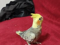 Yavru sultan papağanı 30 günlük